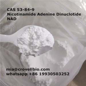 CAS 53-84-53-84-9 Nicotinamide Adenine Dinuclotide   NAD（mia@crovellbio.com