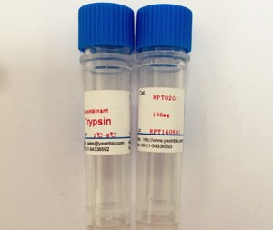 Recombinant Trypsin