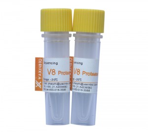 Sequencing Grade V8 Protease